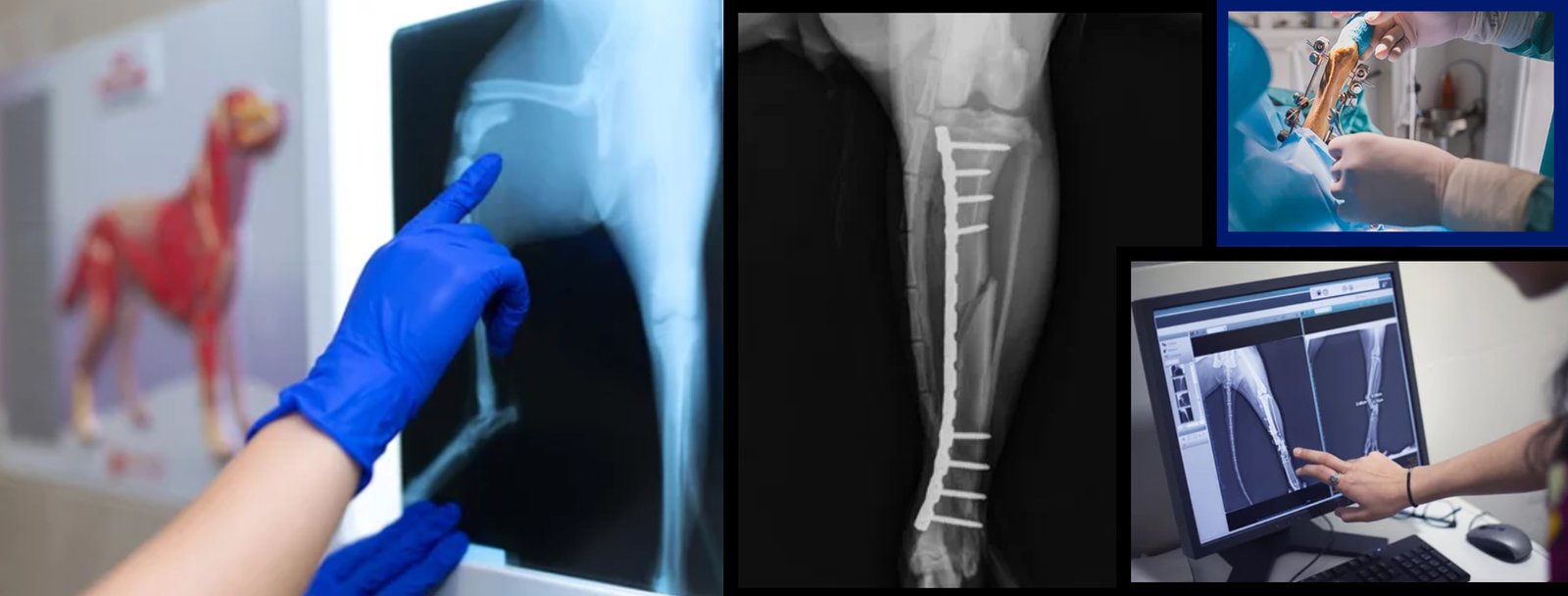 Board Certified Orthopedic surgeons